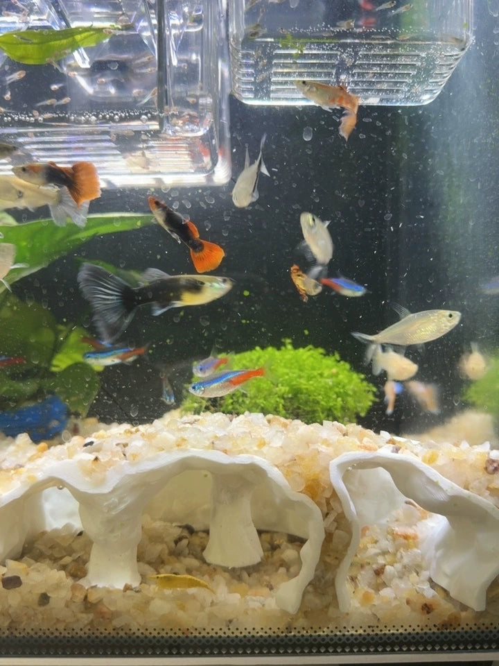 AquaHide™ 3D Printed Cave Shelter for Fish, Shrimp & Reptiles