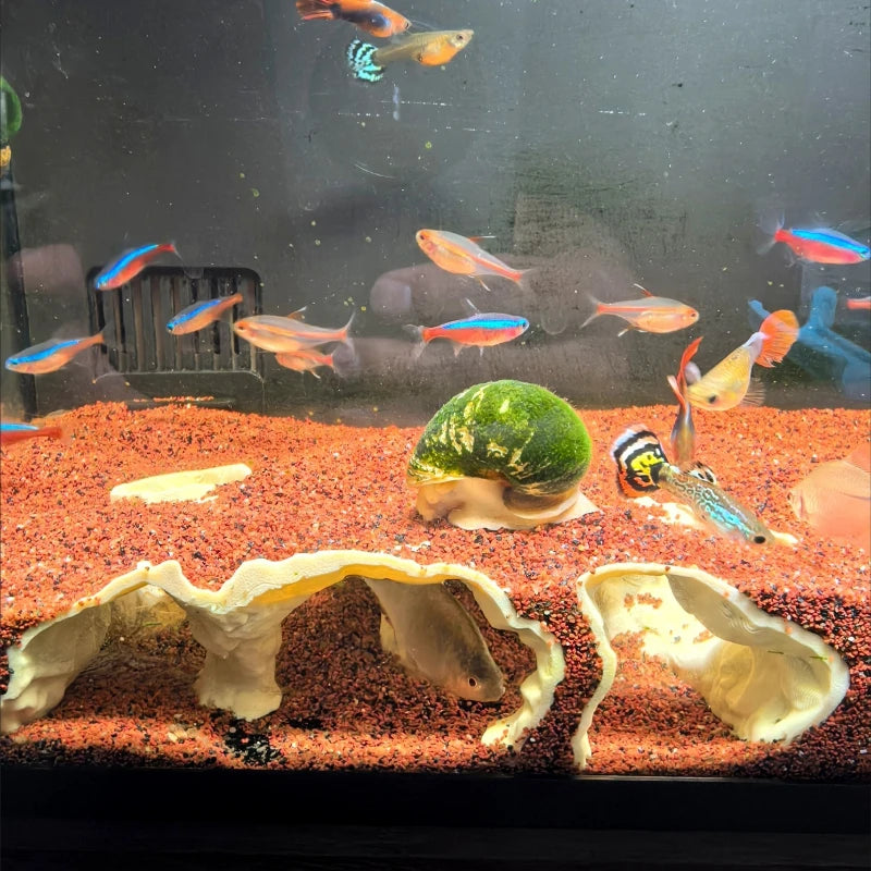 AquaHide™ 3D Printed Cave Shelter for Fish, Shrimp & Reptiles