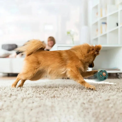 ChillTray™ – Long-Lasting Dog Treat Mold for Pupsicles